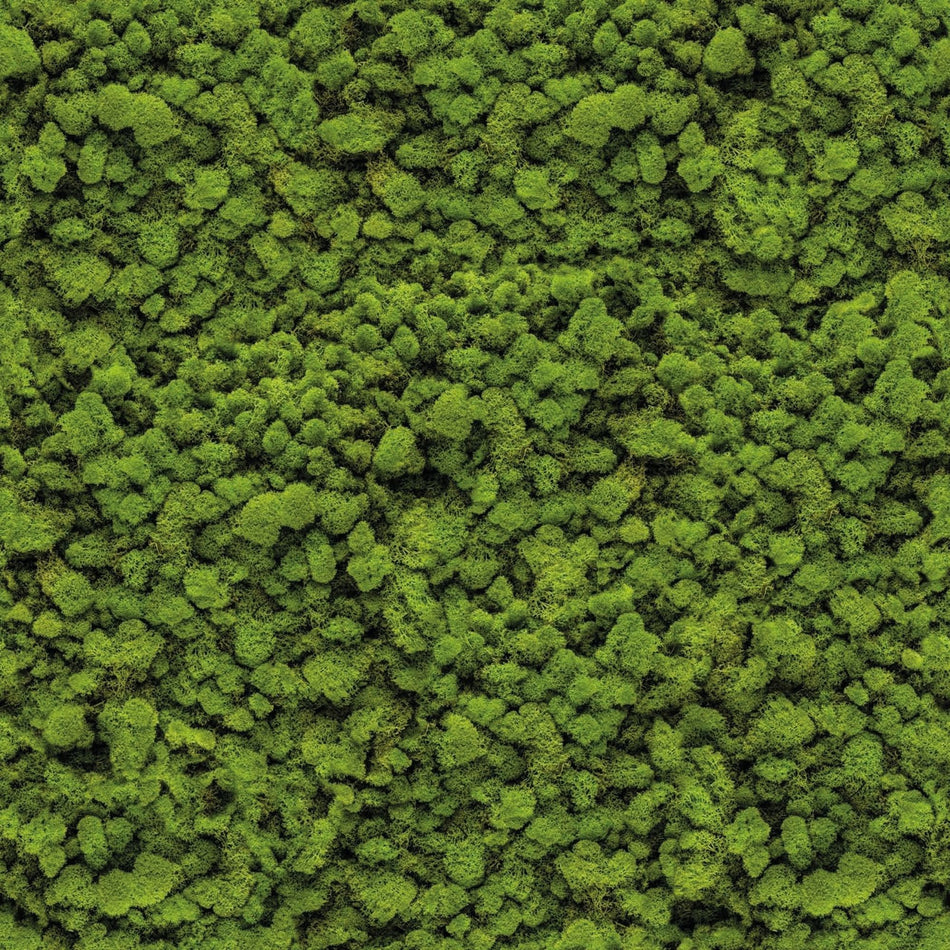 Cover Styl NL38 Moss - Organique / Organic Standard 🟢